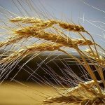 گندم مورد نیاز استان کرمان ذخیره سازی شده است
