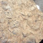 فسیل ۱۰ میلیون‌ساله ردپای آهو در ماهنشان به موزه زنجان منتقل شد