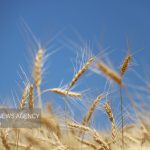 افزایش بیش از ۱۰۰ هزار تنی تولید گندم در کرمانشاه