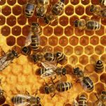 تولید ۱۱۴ تُن عسل در شمیرانات از ابتدای سال